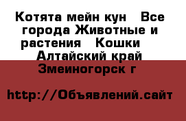 Котята мейн кун - Все города Животные и растения » Кошки   . Алтайский край,Змеиногорск г.